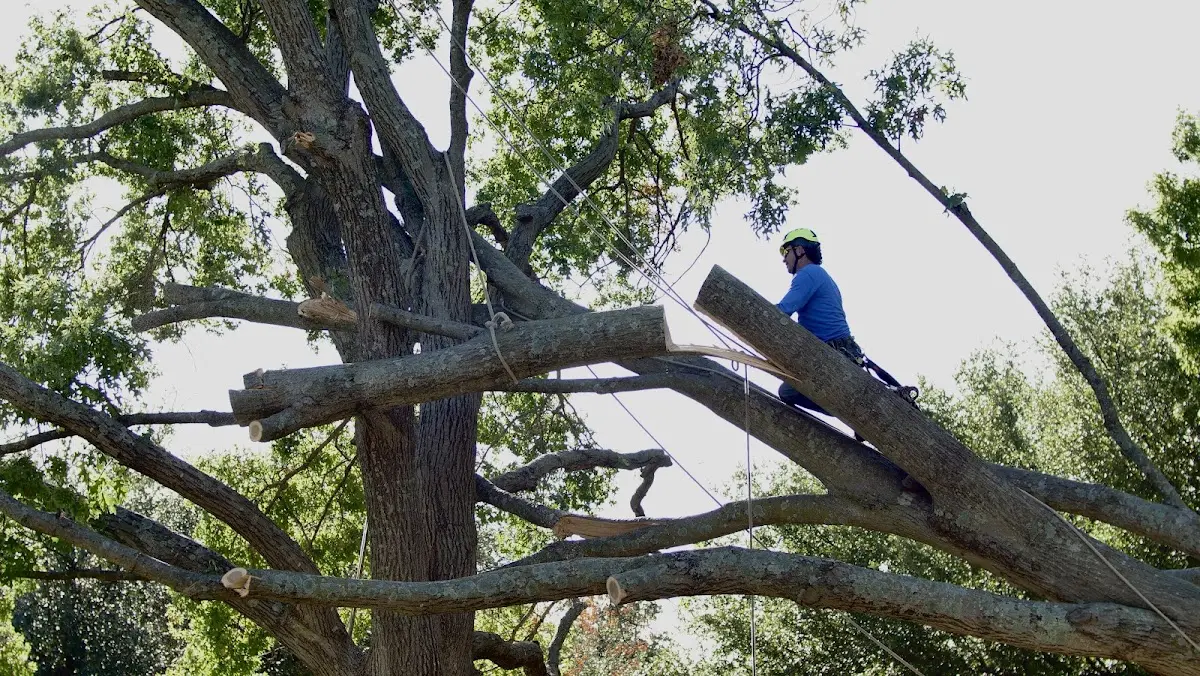 Professional Crown Thinning performed by certified arborists in Newberry